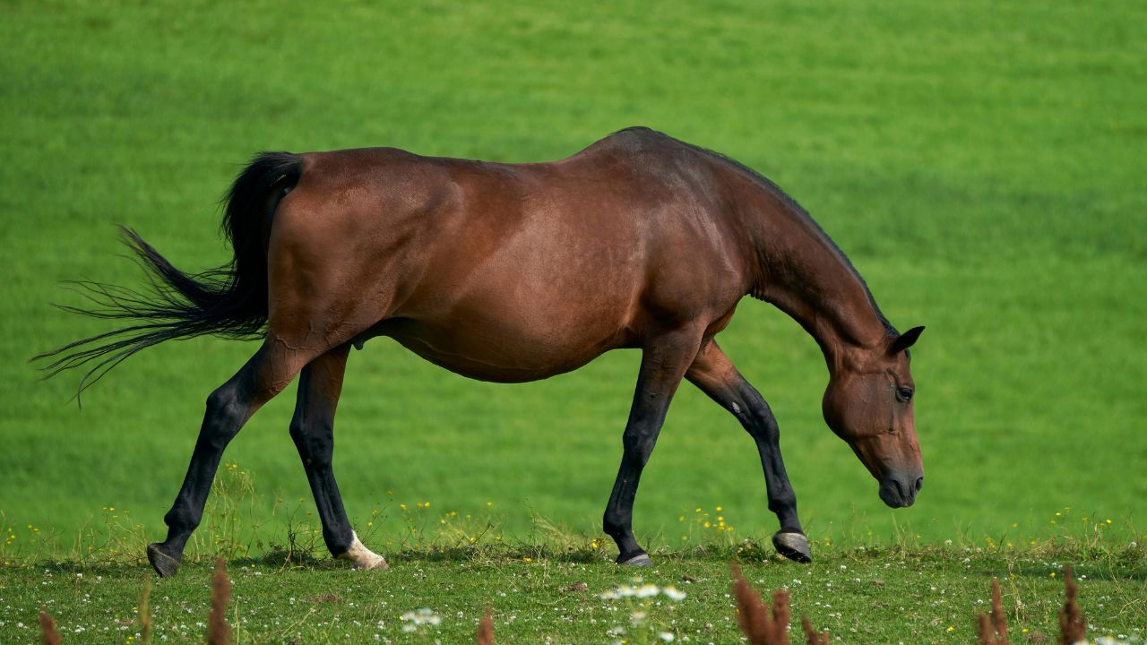 Unlocking Creative Compvis/Stable-Diffusion-v1-4