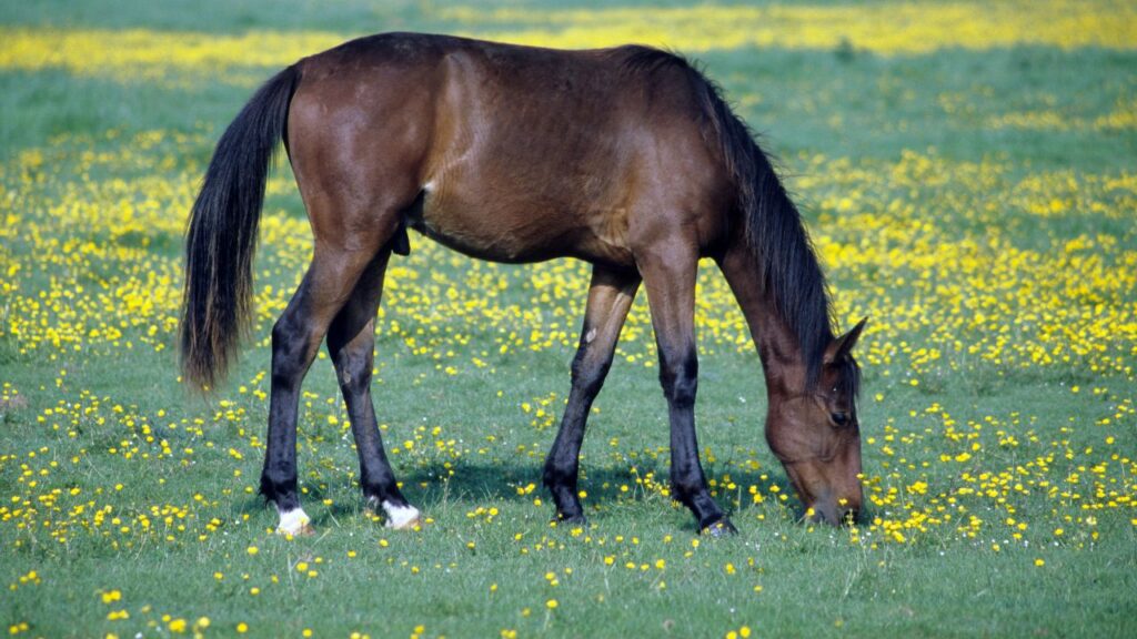 How Stable Diffusion v1-4 Works