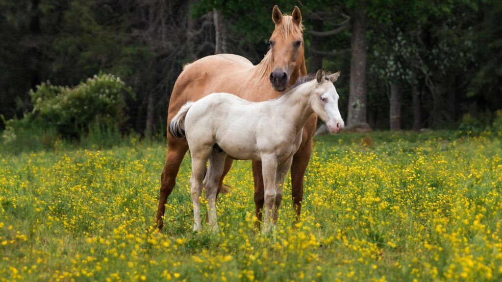 Applications in Creative Projects