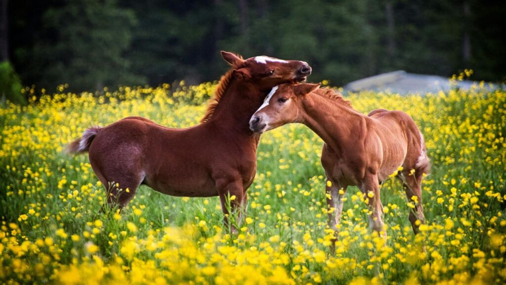 Future Developments and Community Contributions